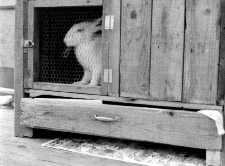 ウサギを安心して飼える賃貸住宅 ワクワク賃貸 ウサギを安心して飼える賃貸住宅 ワクワク賃貸
